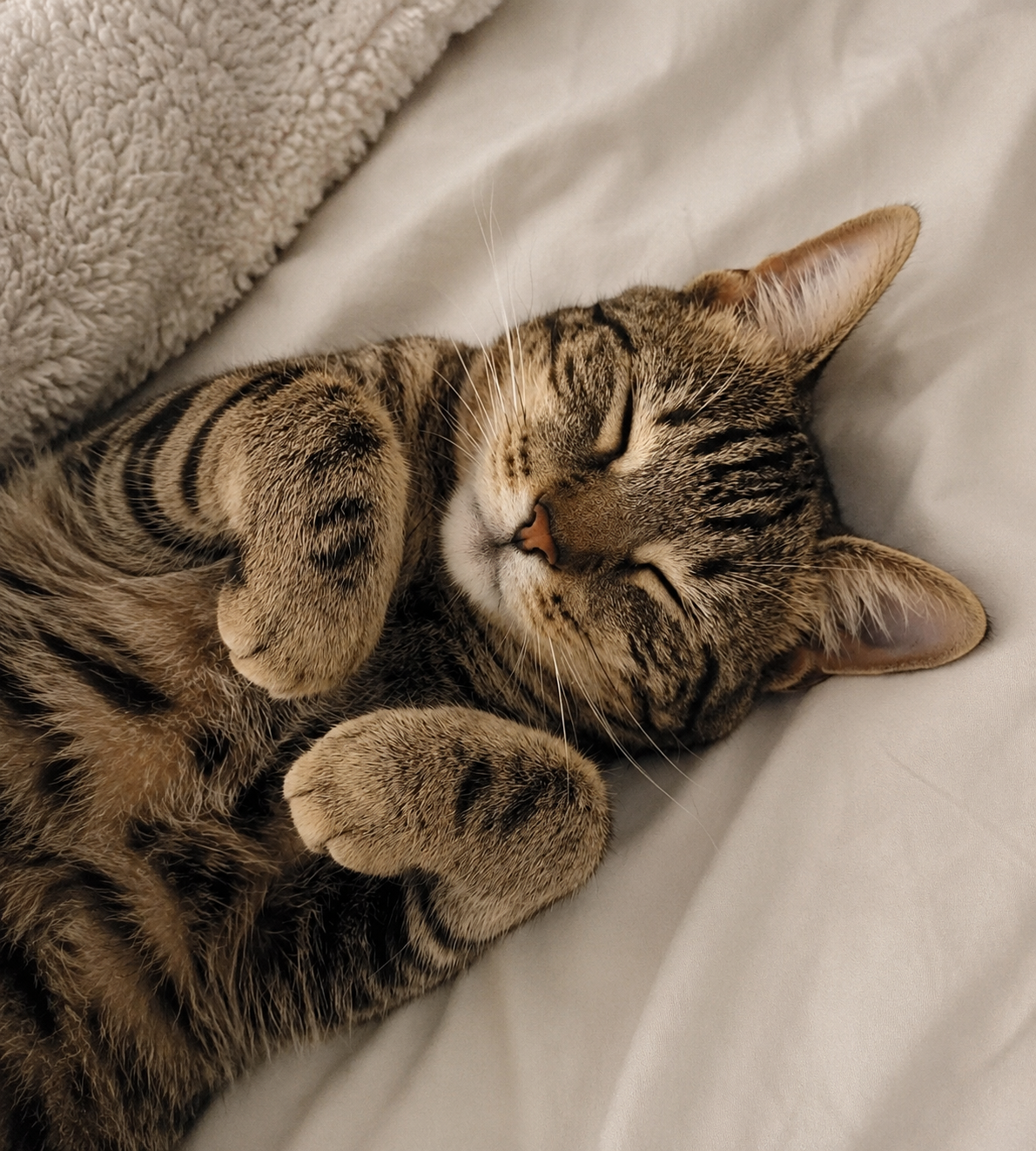 Cat Products
